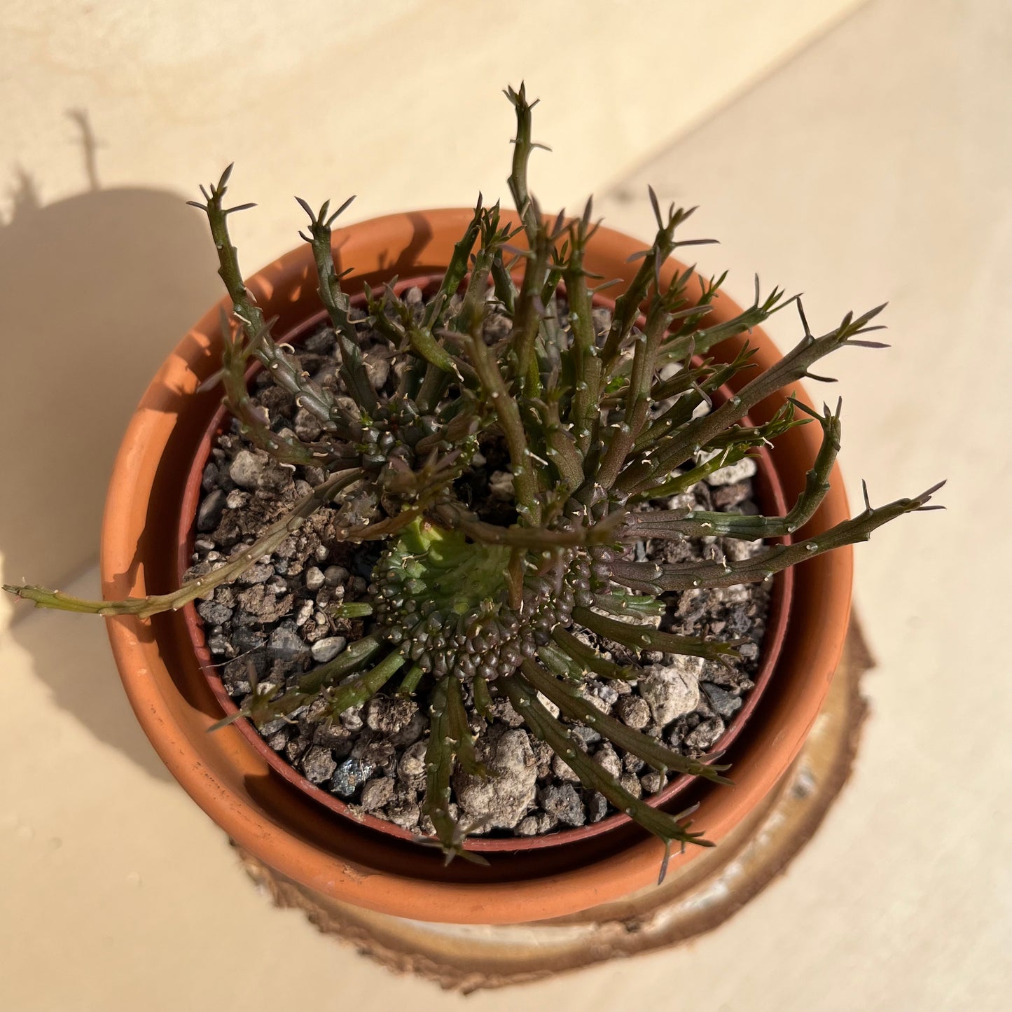 Euphorbia flanaganii monstrosa cristata Einzelstück