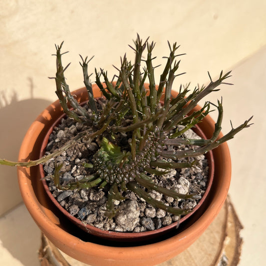 Euphorbia flanaganii monstrosa cristata Einzelstück