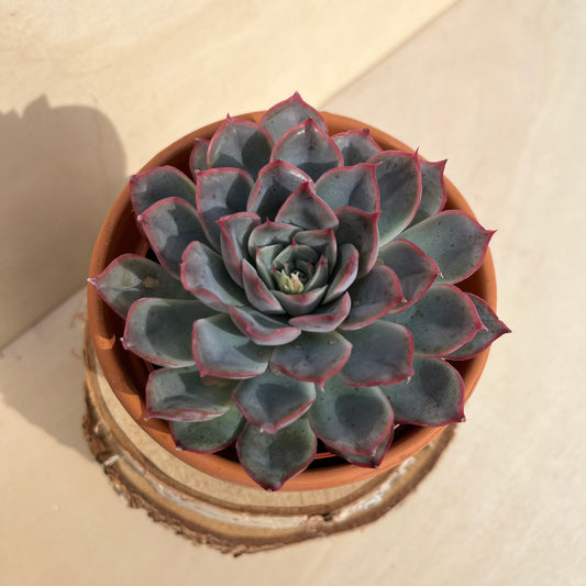 Echeveria Hercules Einzelstück