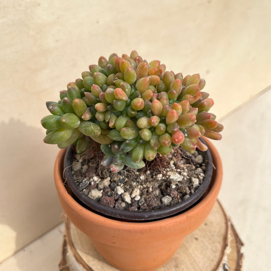 Pachyphytum compactum cristata Einzelstück