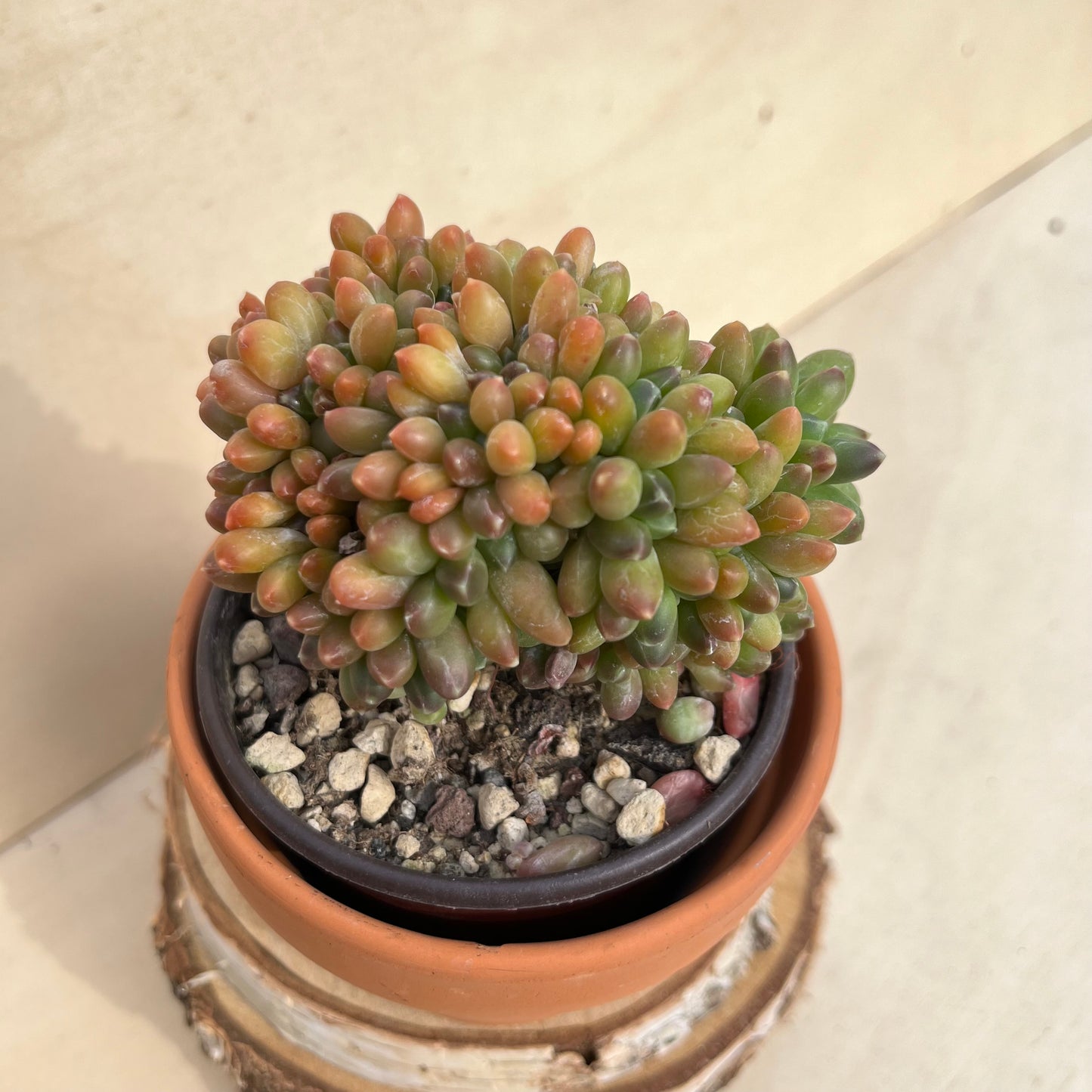 Pachyphytum compactum cristata Einzelstück