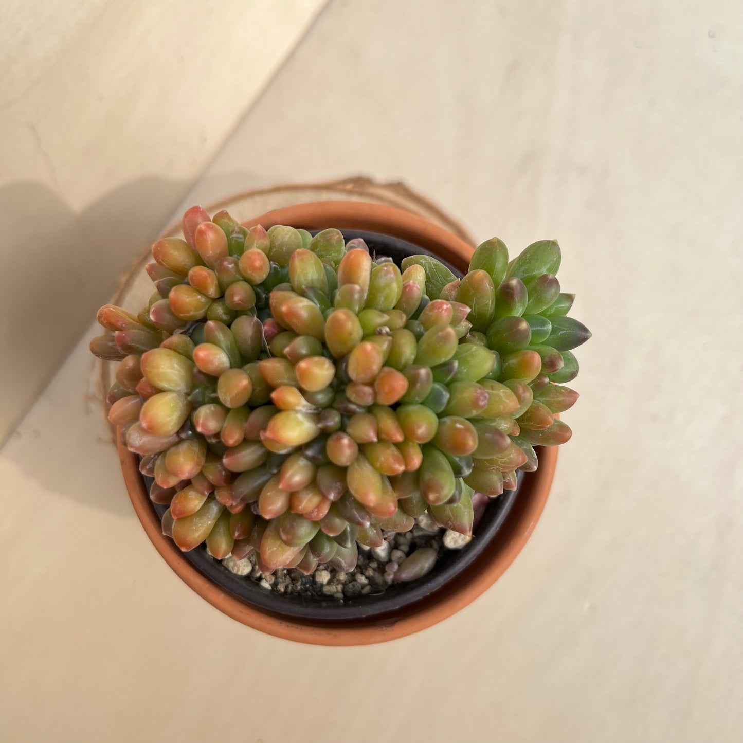 Pachyphytum compactum cristata Einzelstück