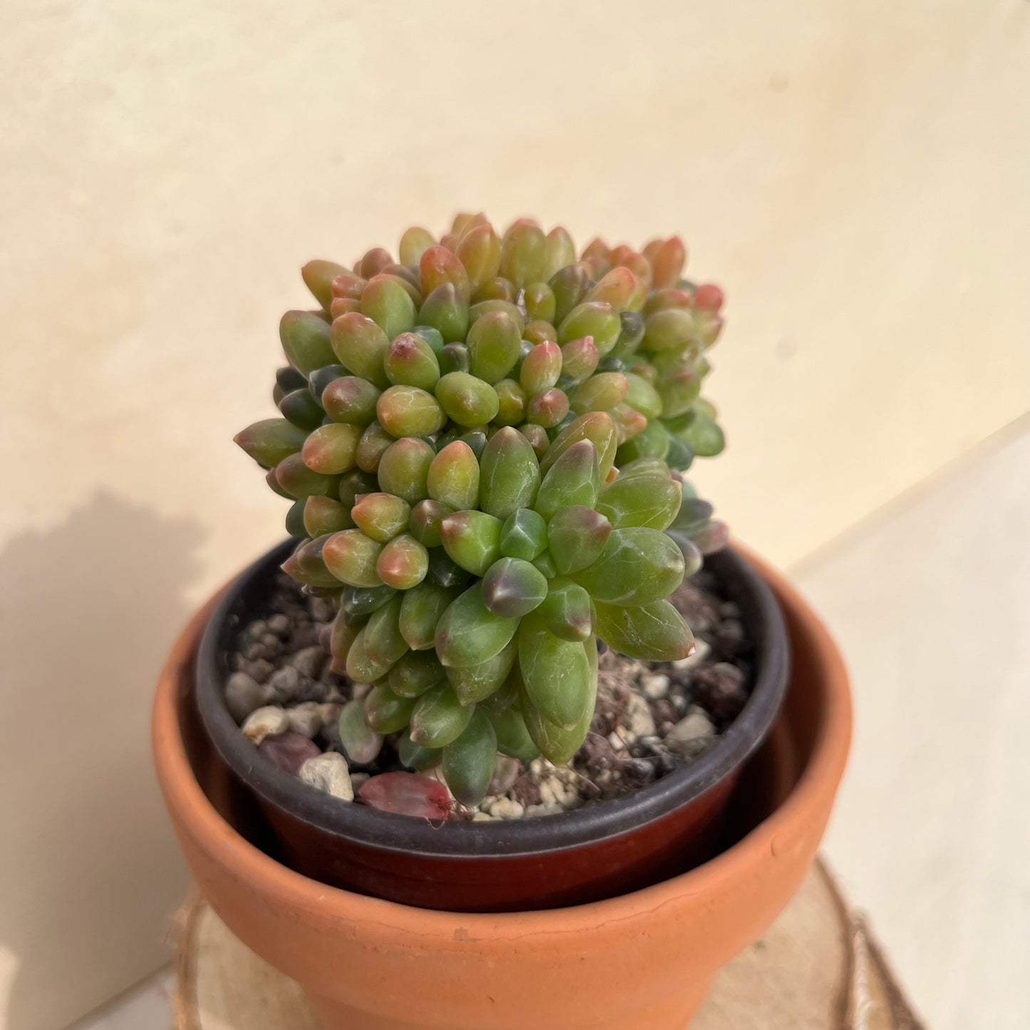 Pachyphytum compactum cristata Einzelstück