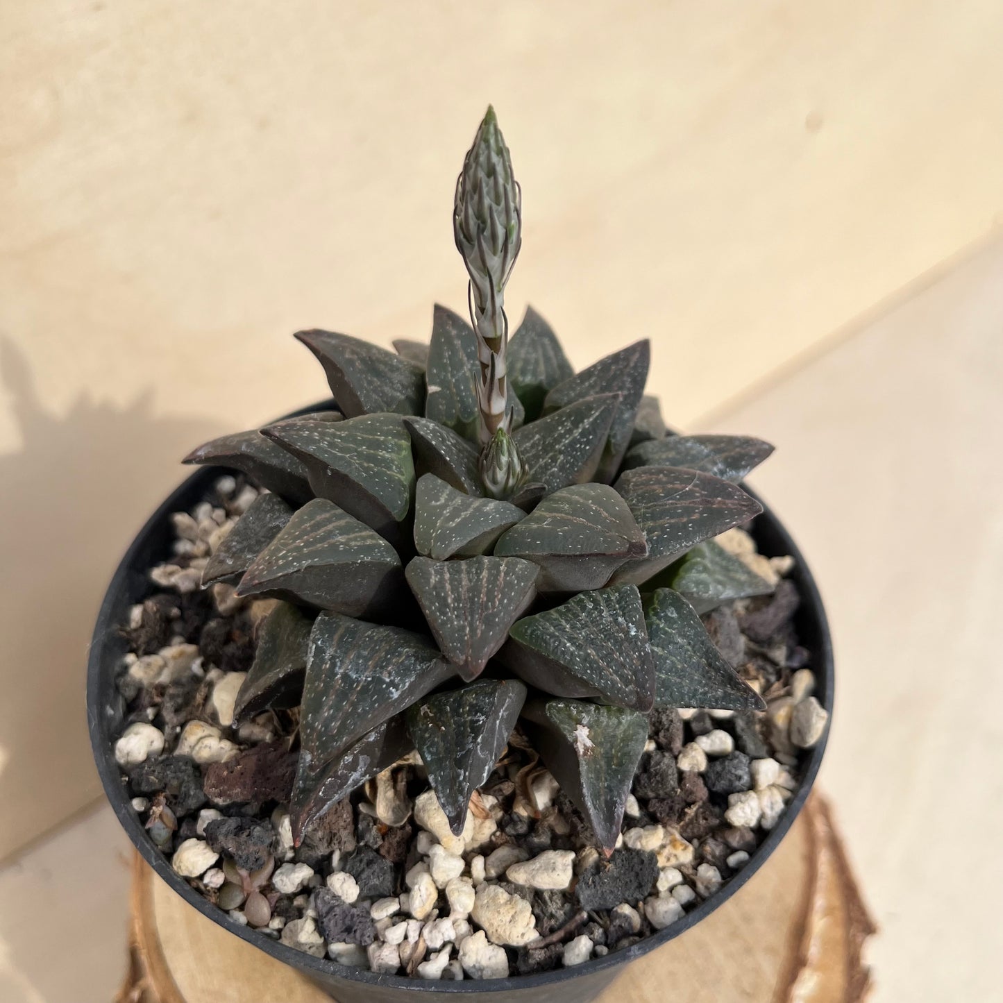 Haworthia Einzelstück