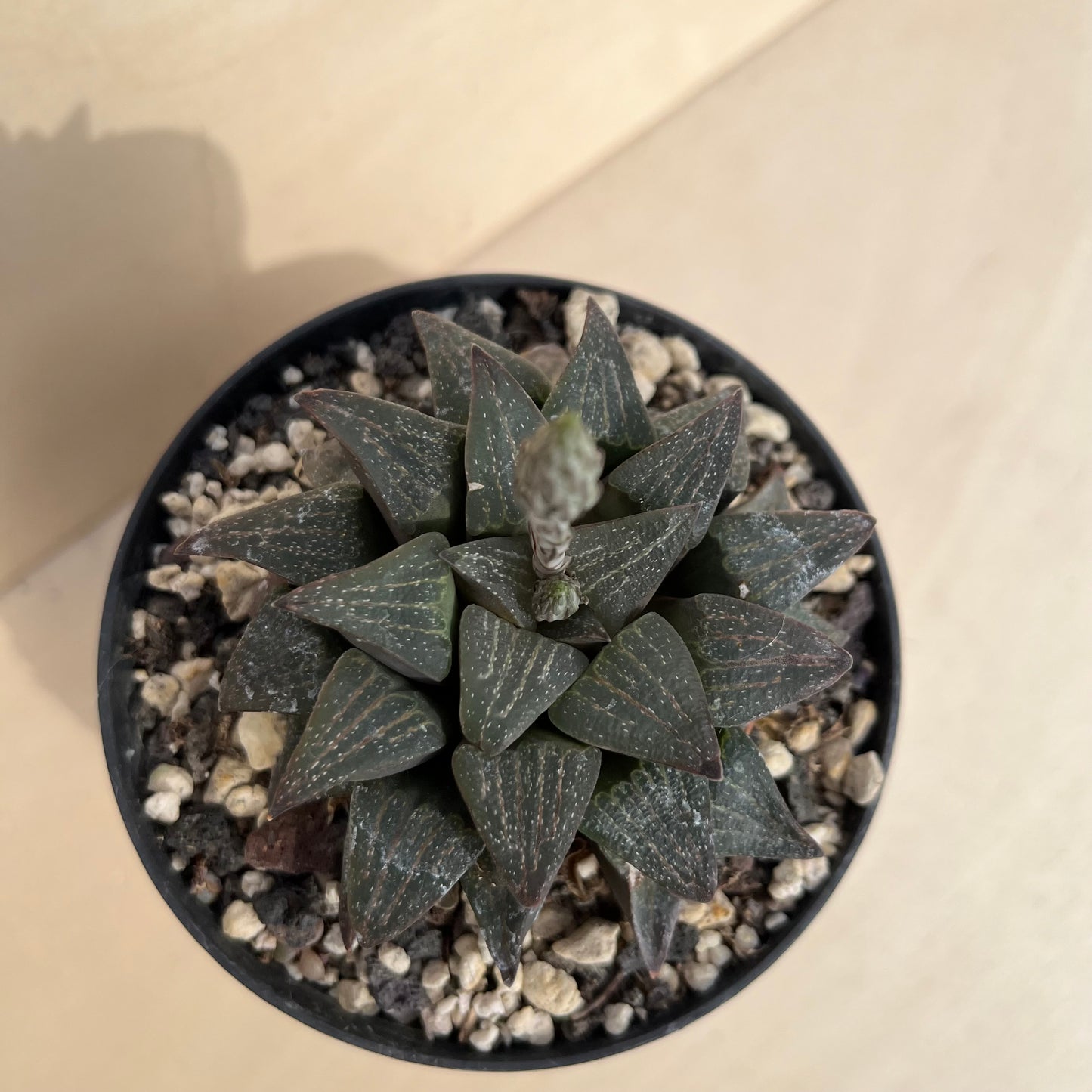 Haworthia Einzelstück