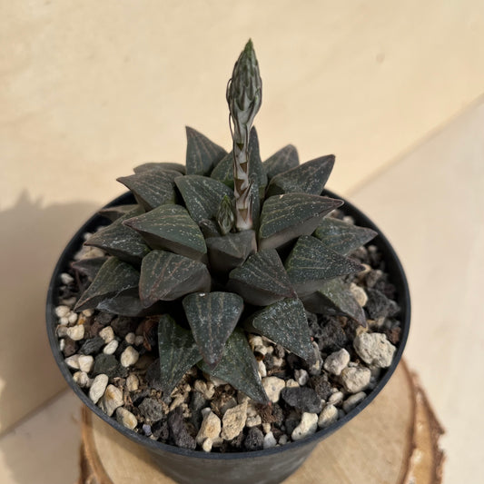 Haworthia Einzelstück