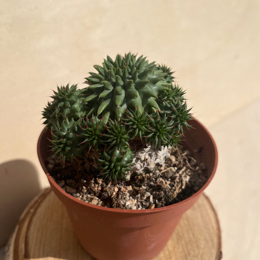 Euphorbia Susannae Einzelstück