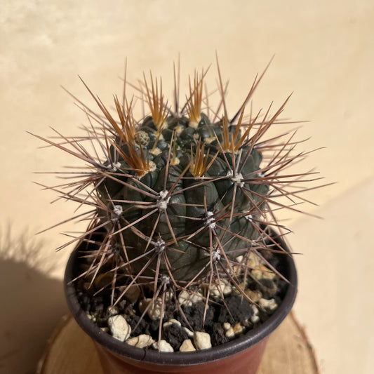 Gymnocalycium gibbosum 8,5cm Topf