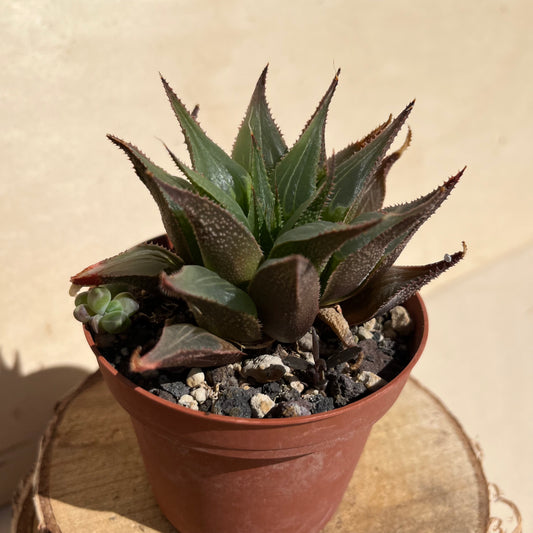 Haworthia mirabilis v. rubrodentata Einzelstück