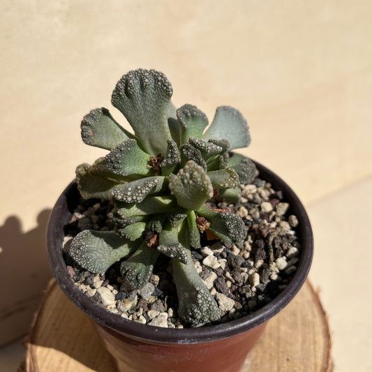 Titanopsis calcarea Einzelstück
