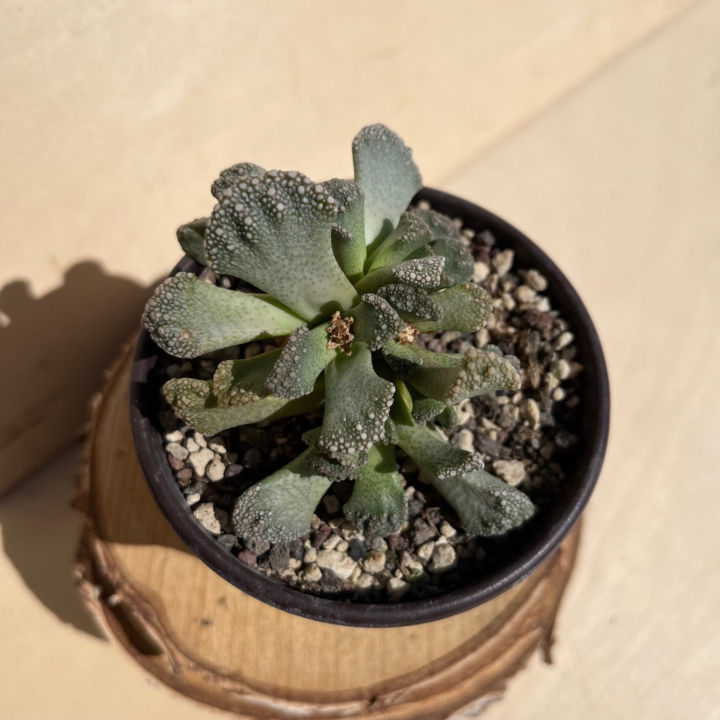 Titanopsis calcarea Einzelstück
