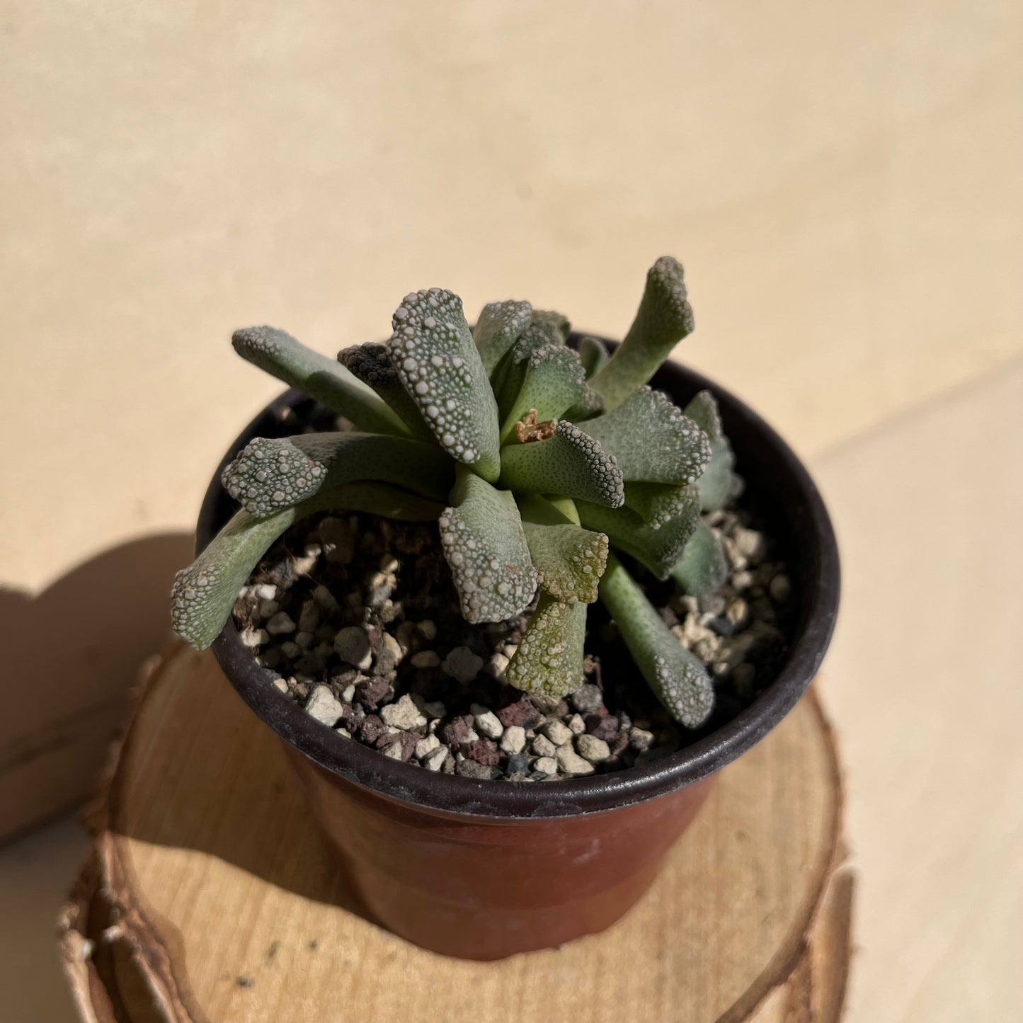 Titanopsis calcarea Einzelstück