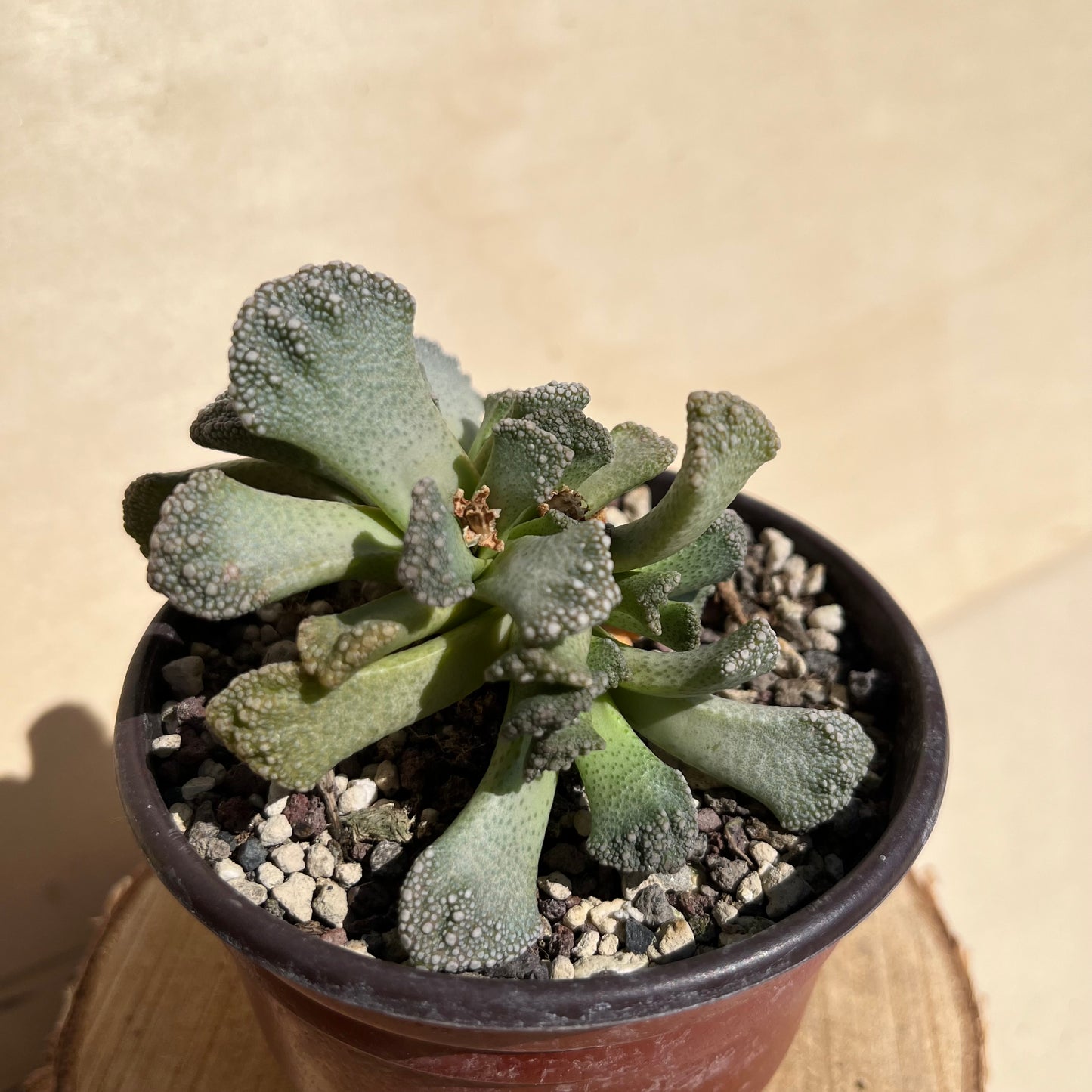 Titanopsis calcarea Einzelstück