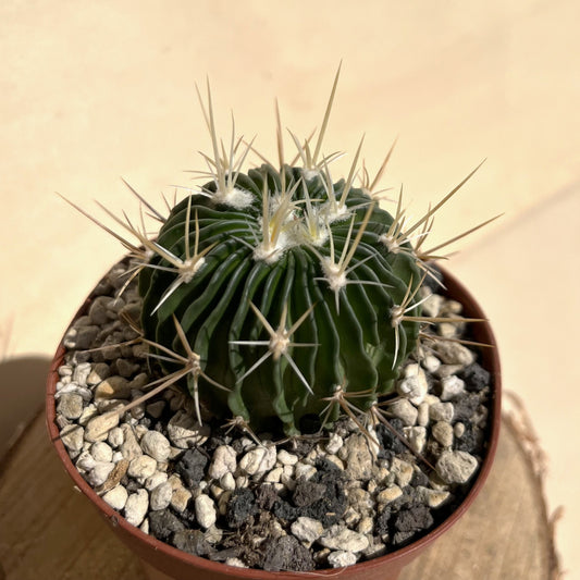 Echinofossulocactus hastatus 9cm Topf