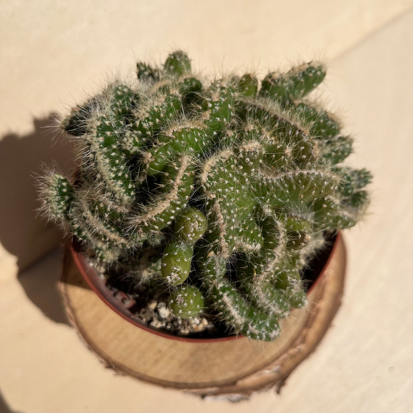 Opuntia subulata cristata Einzelstück