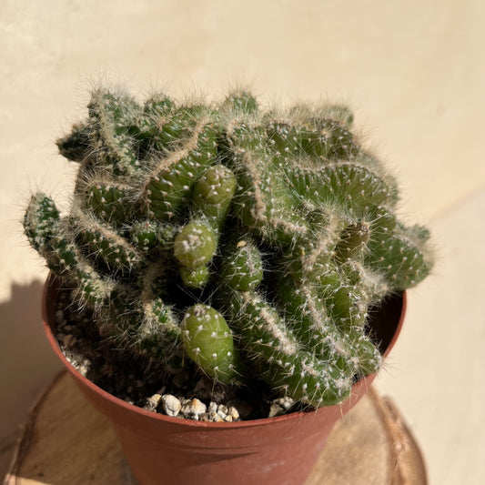 Opuntia subulata cristata Einzelstück