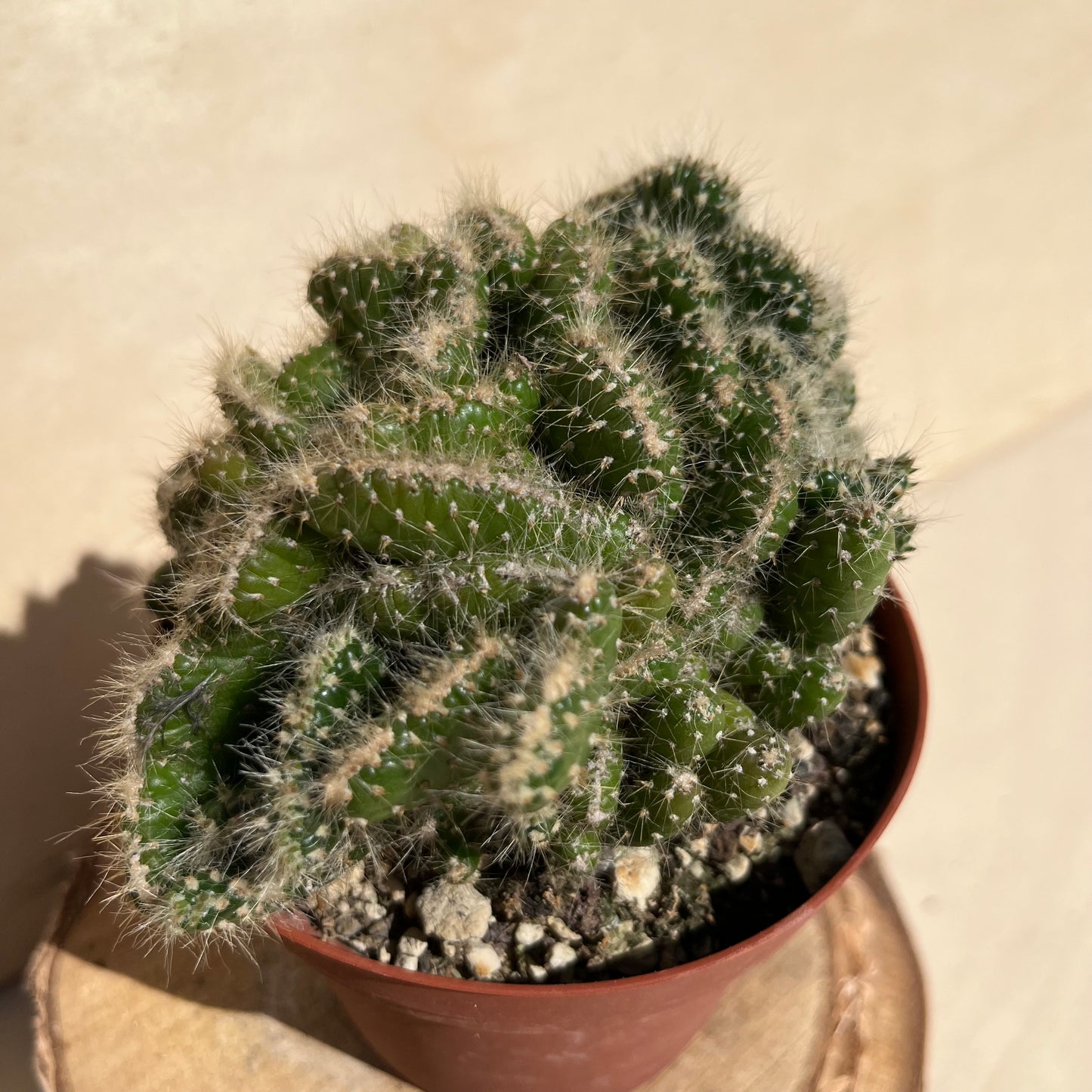Opuntia subulata cristata Einzelstück