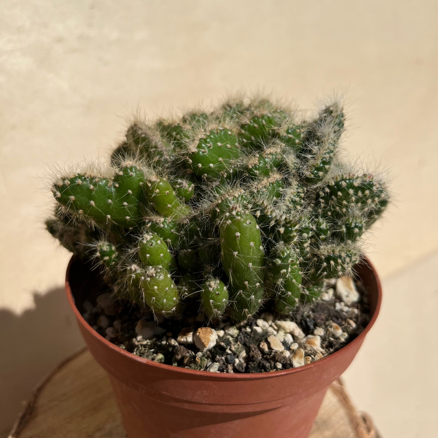 Opuntia subulata cristata Einzelstück