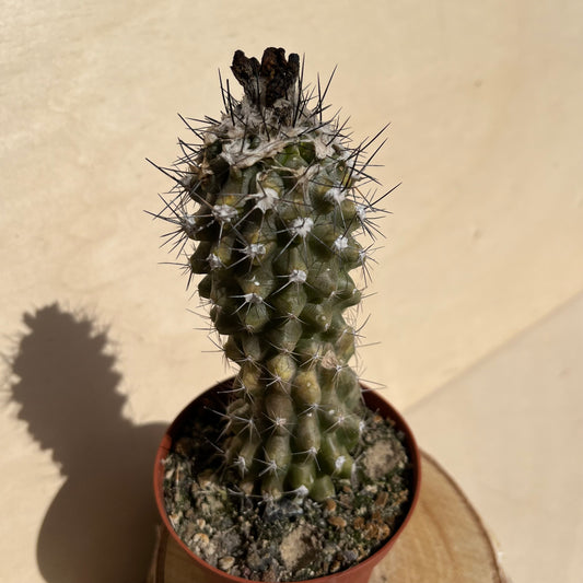 Copiapoa 9cm Topf