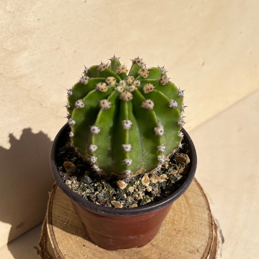Echinopsis  8,5cm Topf