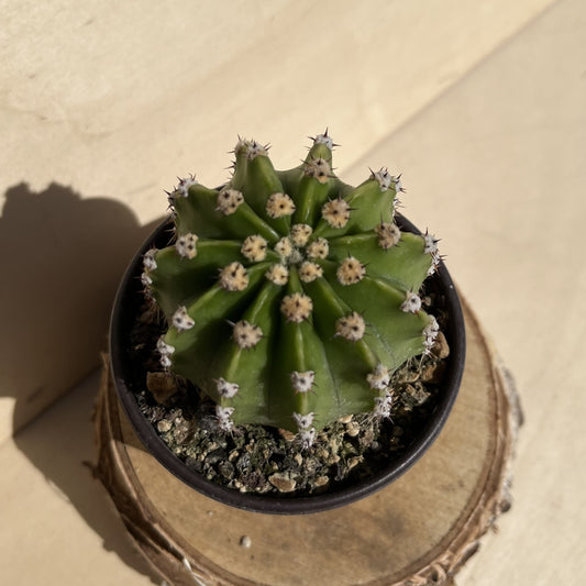 Echinopsis  8,5cm Topf