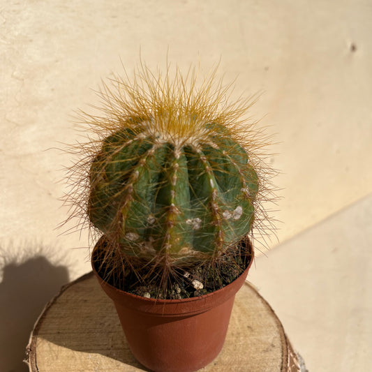 Notocactus magnificus 8cm Topf