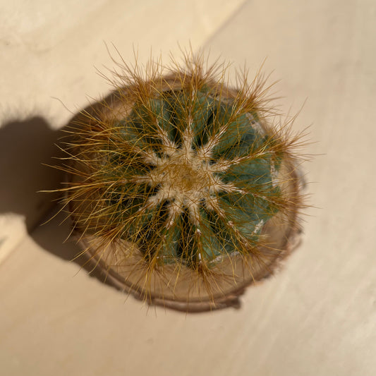 Notocactus magnificus 8cm Topf