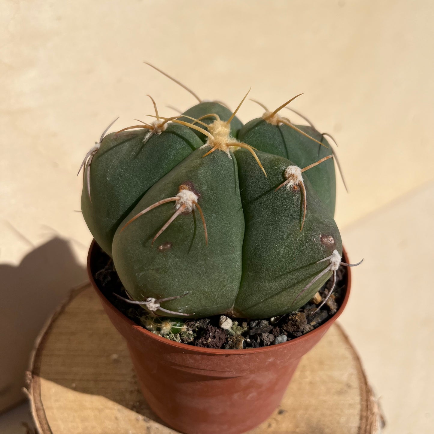 Gymnocalycium horstii v. buenekeri 9cm Topf