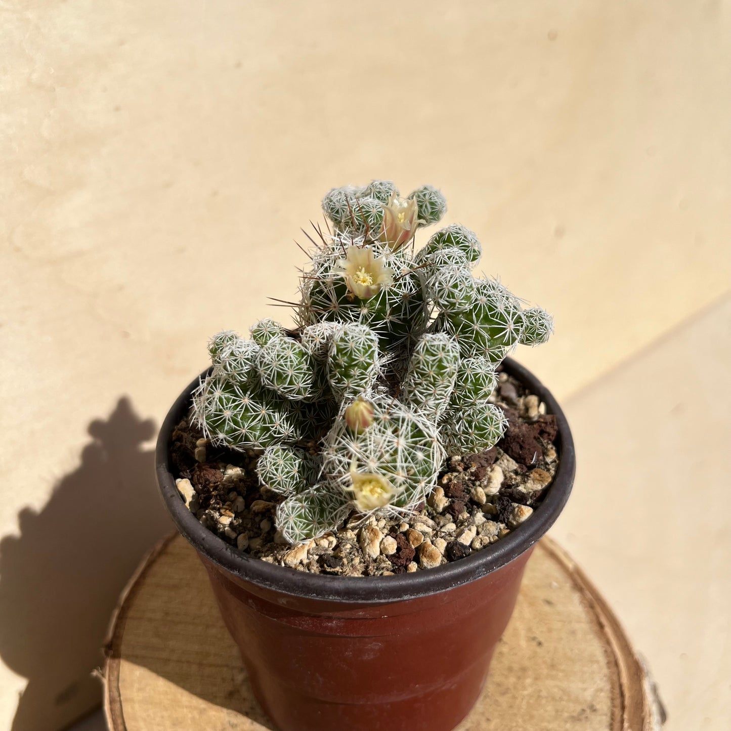 Mammillaria gracilis 8,5cm Topf