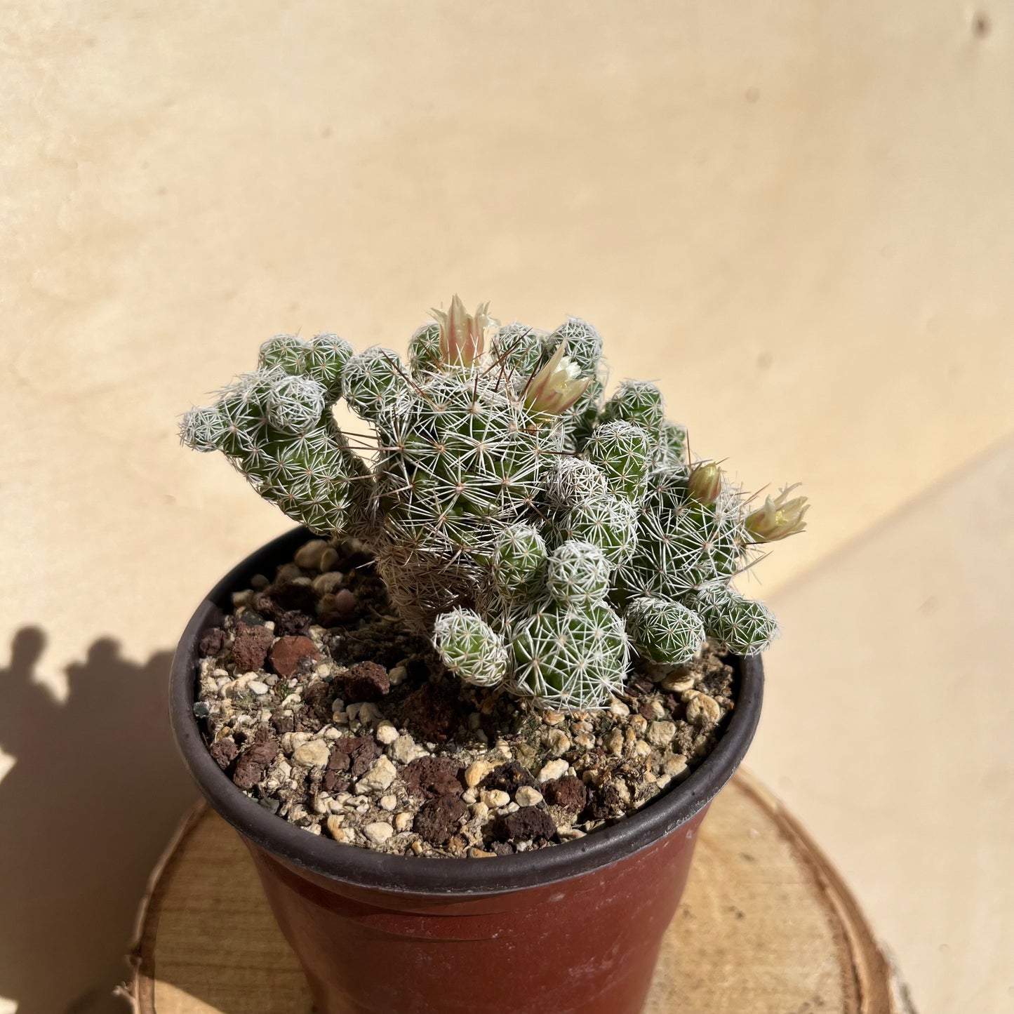 Mammillaria gracilis 8,5cm Topf