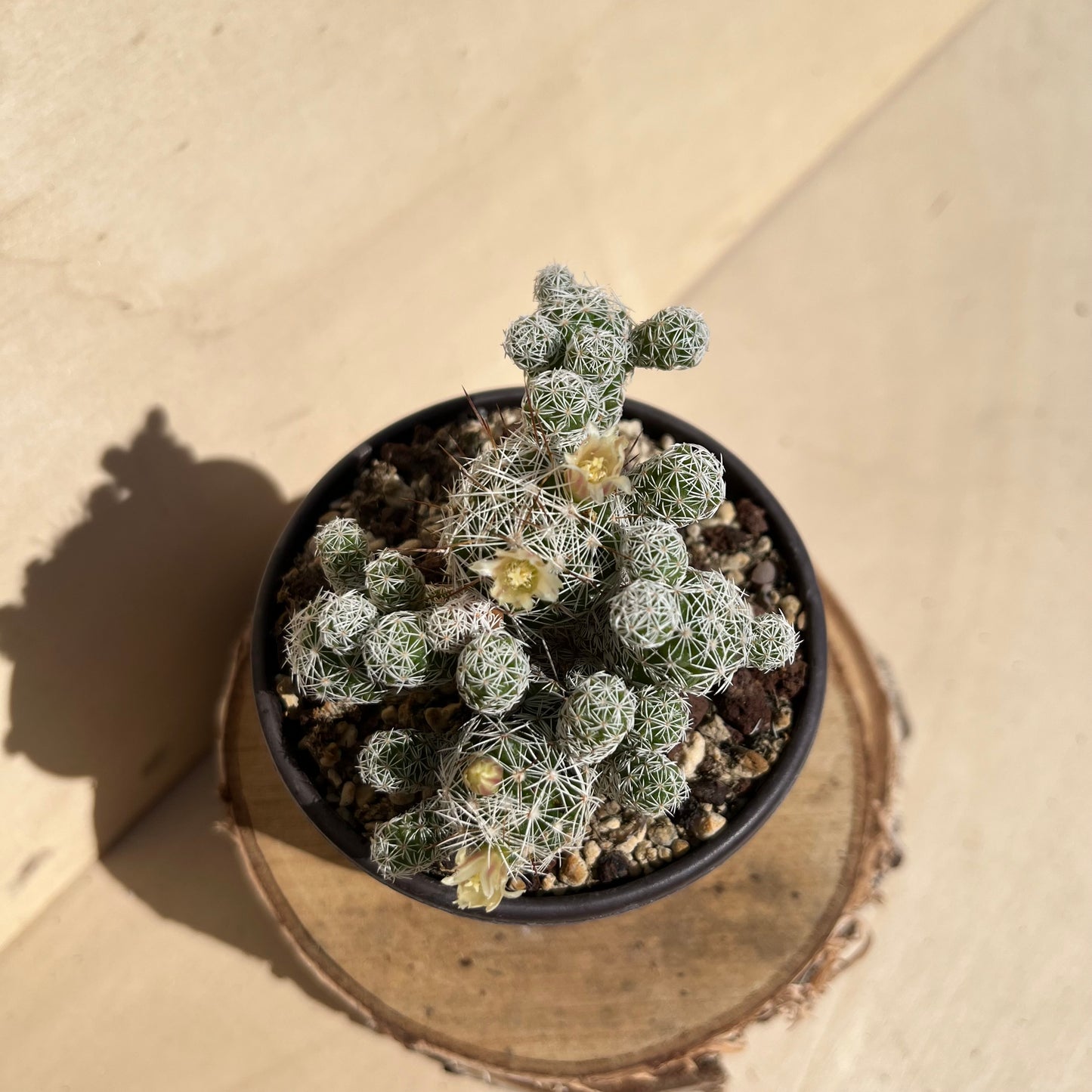 Mammillaria gracilis 8,5cm Topf