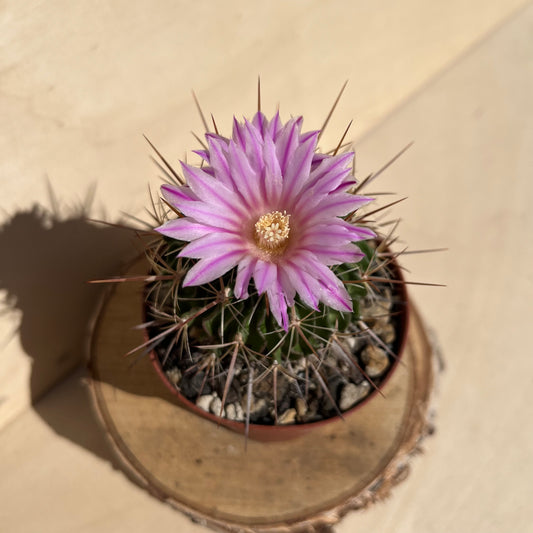 Echinofossulocactus hastatus 8,5cm Topf