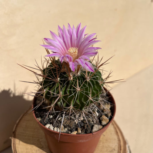 Echinofossulocactus hastatus 8,5cm Topf