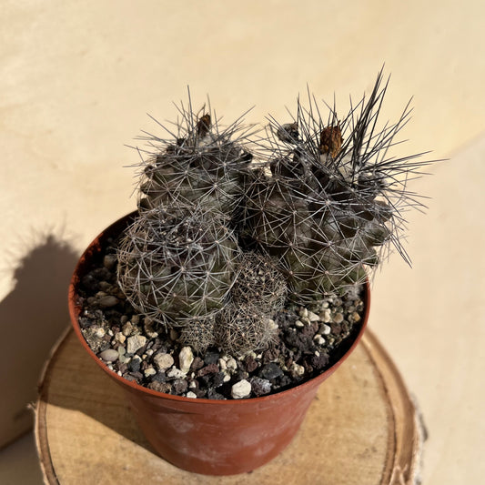 Copiapoa 9cm Topf