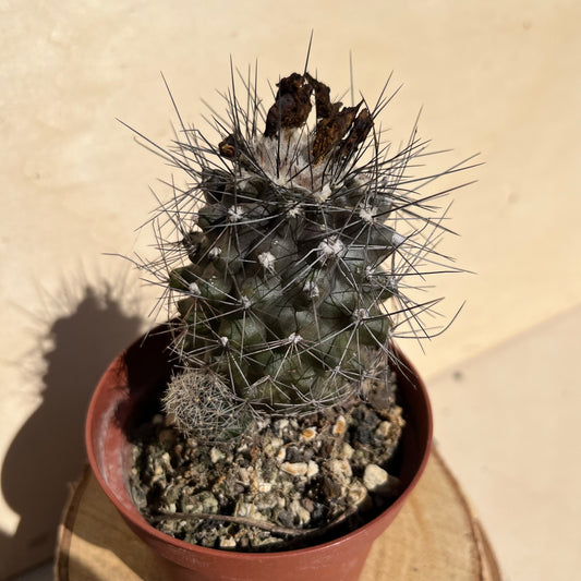 Copiapoa im 9cm Topf