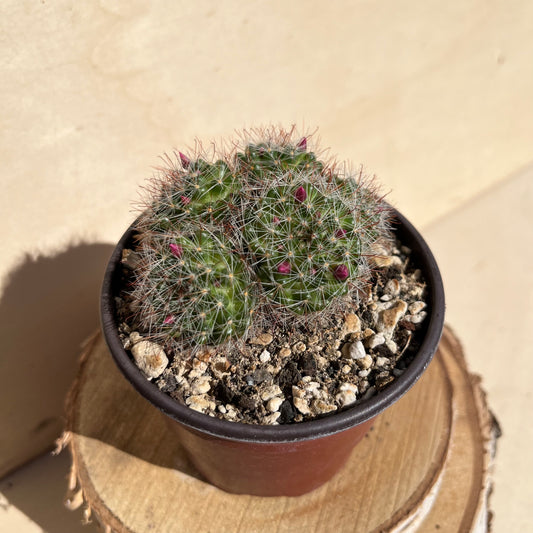 Mammillaria zeilmanniana 8,5cm Topf