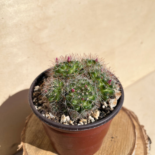 Mammillaria zeilmanniana 8,5cm Topf