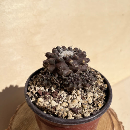 Copiapoa humilis 8,5cm Topf