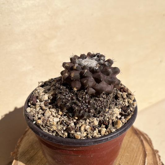Copiapoa humilis 8,5cm Topf