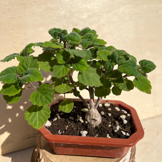 Plectranthus ernstii / Bonsai Minze Einzelstück B