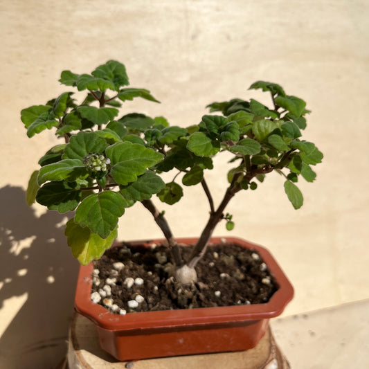 Plectranthus ernstii / Bonsai Minze Einzelstück D