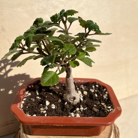 Plectranthus ernstii / Bonsai Minze Einzelstück E