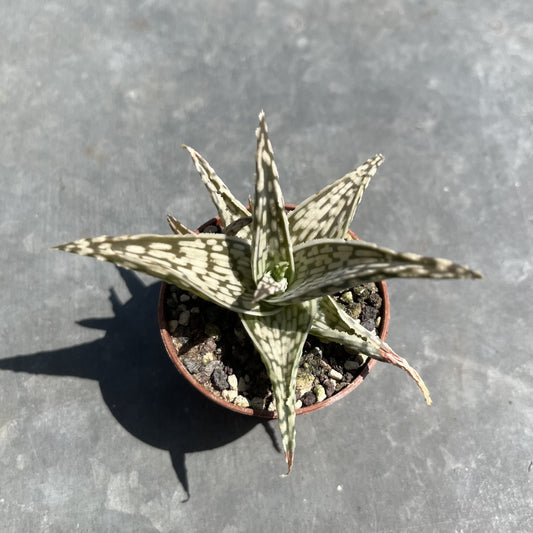 Aloe Mini