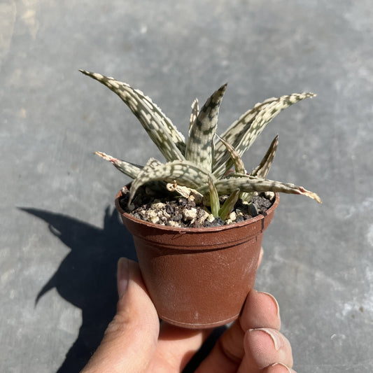 Aloe Mini