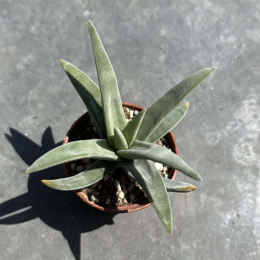 Crassula Mini