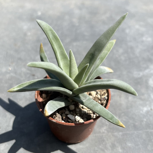 Crassula Mini