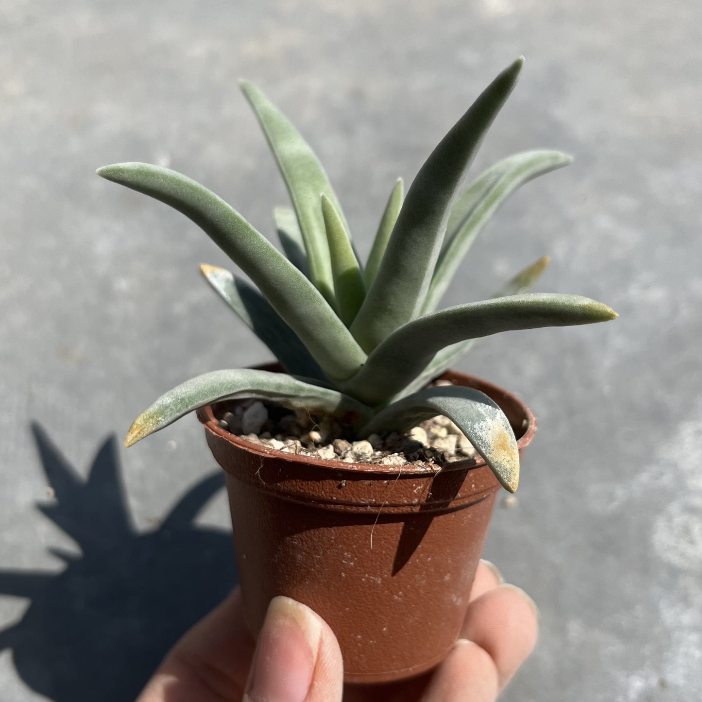 Crassula Mini