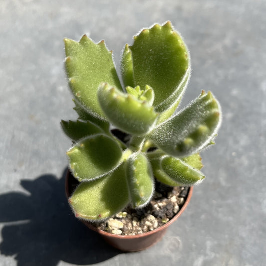 Cotyledon tomentosa / Bärentatze Mini