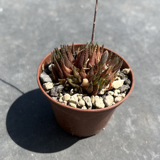 Haworthia chloracantha var. denticulifera Mini