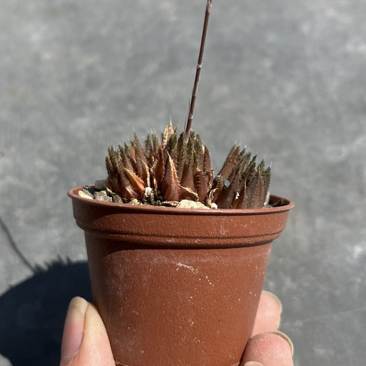 Haworthia chloracantha var. denticulifera Mini